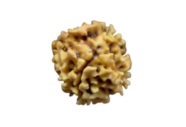 1 mukhi 1 seed Gol dana Himalaya bead
