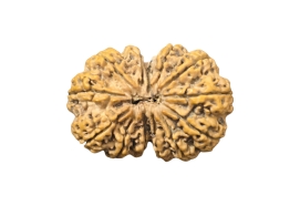 13 mukhi  Gaurishnkr fully 13 seeds mature 40 m.m 8 gm weight super bead