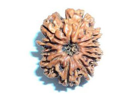 11 Mukhi Rudraksha