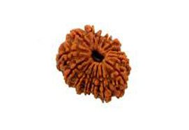 15 Mukhi Rudraksha