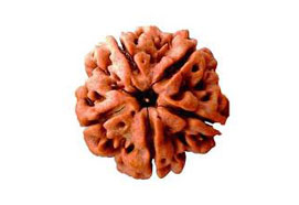 5 Mukhi Rudraksha