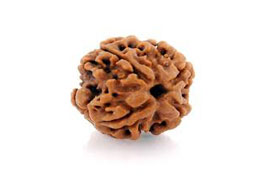 4 Mukhi Rudraksha