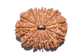14 Mukhi Rudraksha