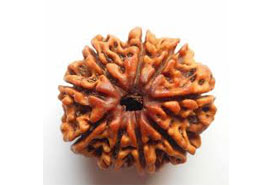 9 Mukhi Rudraksha