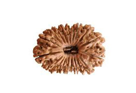 19 Mukhi Rudraksha
