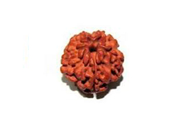 1 Mukhi Rudraksha