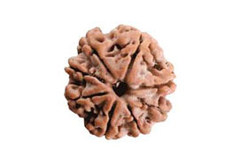 7 Mukhi Rudraksha
