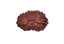 17 Mukhi Rudraksha