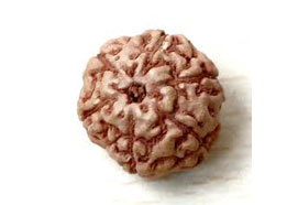 6 Mukhi Rudraksha