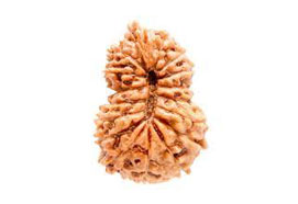 16 Mukhi Rudraksha