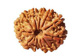 10 Mukhi Rudraksha