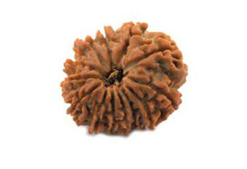 13 Mukhi Rudraksha