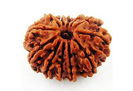 12 Mukhi Rudraksha
