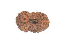 20 Mukhi Rudraksha