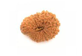 21 Mukhi Rudraksha