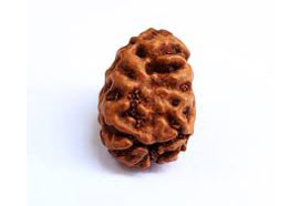2 Mukhi Rudraksha